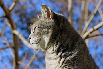 Cat grey gray large stray wall city street