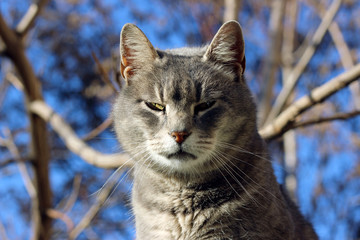 Obraz premium Cat grey gray large stray wall city street