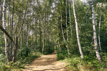 In the forest. The Bieszczady mountains in the early autumn, Bieszczady National Park (Polish: Bieszczadzki Park Narodowy), Poland.