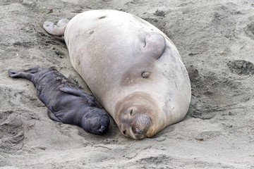 Mother and newborn baby elephant seals laying side by side. Mom knows her pup by their scent. Mother and pup stay together for about a month, the mother feeding the baby with fat-rich milk.