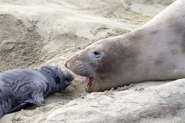 Mother and newborn baby elephant seals facing, mom vocalizing. Mom knows her pup by their scent. Mother and pup stay together for about a month, the mother feeding the baby with fat-rich milk.