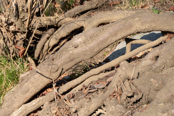 Wurzeln und Grass