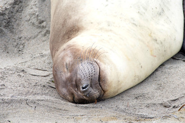 Naklejka premium Close up portrait of a female elephant seal sleeping on the beach.