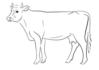 cow line illustration