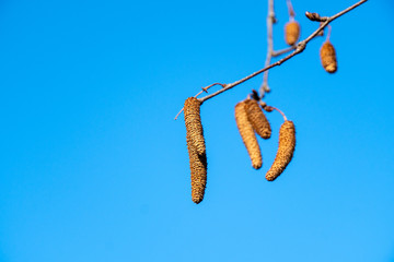 Haselnussblüte im blauem Himmel