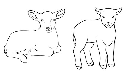 lamb line draw illustration