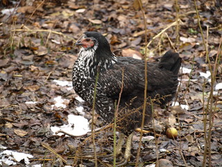 Photo of chicken - poultry.
