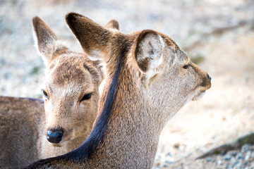 close up deer at Todaiji temple, Japan