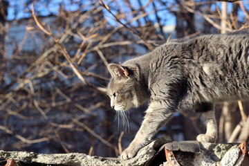 Cat grey gray large stray wall city street