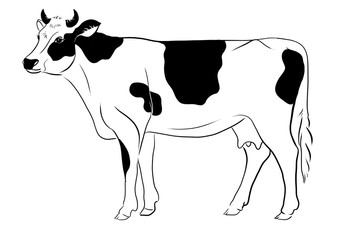 cow line illustration