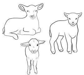 lamb line draw illustration