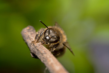 Tired/exhausted Honey bee barely hanging with 2 legs on a stick with beautiful green background