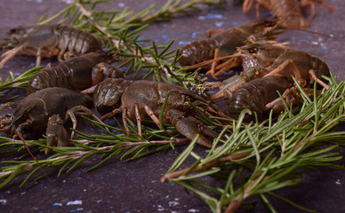 Live crayfish on a table with rosemary
