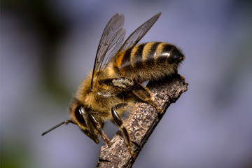 Tired/exhausted Honey bee looking down, sitting on a stick with blue background of flowers