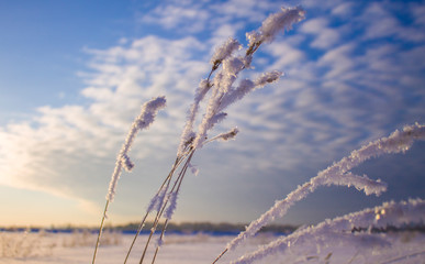 Frozen wheat ears thaw in the spring