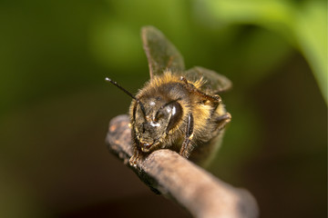 Tired/exhausted Honey bee scratching its head, sitting on a stick with beautiful green background,...