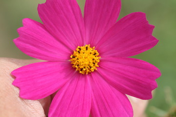 hand hold pink and purple cosmos flower in garden