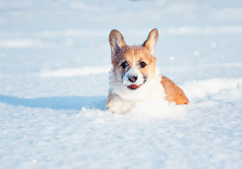 small the red-haired puppy of the corgi is playing fun in the white snow, smearing his nose and face in the winter park on a sunny day