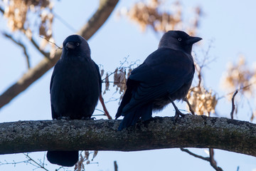 Ejemplar de Zanate, pájaro parecido al cuervo pero con ojos azules