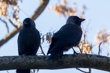Ejemplar de Zanate, pájaro parecido al cuervo pero con ojos azules