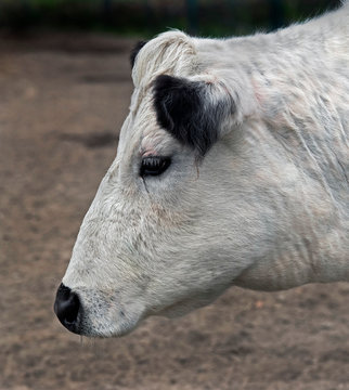 Swedish hornless cow	