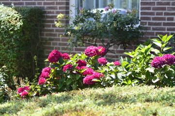 flowers in the garden