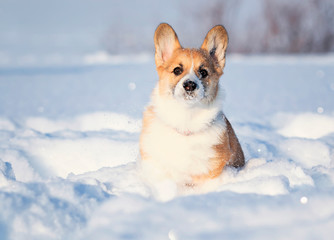 small red-haired puppy of a dog corgi walks in deep white snowdrifts in the winter in the park with a nose covered with snow