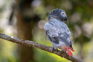 Baby African grey parrot with red tail hang on to the branch in the forest