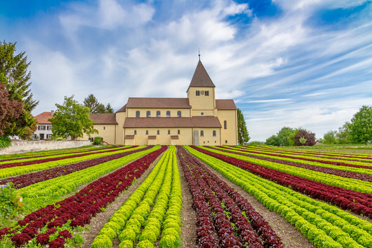Landwirtschaft am Bodensee - Salatanbau auf der Insel Reichenau, Georgskirche