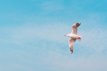 a white seagull flying against a clear blue sky.