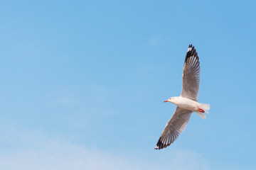 A single seagull is flying against a clear blue sky.