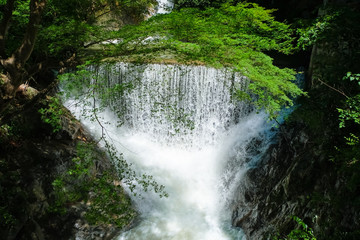 神戸 布引の滝 雌滝（増水）