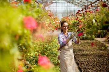 Young woman working with spring flowers in the greenhouse