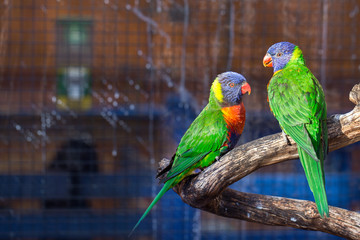 Two colored big parrots are sitting on a branch. Colorful parrots