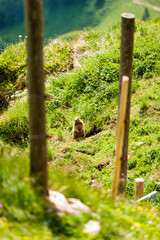 Marmot on Kitbuheler Horn in Kitzbuhel, Austria