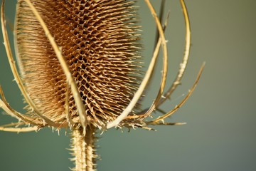 Dry Thistle