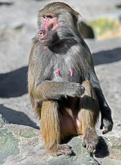 Hamadryas baboon female. Latin name - Papio hamadryas