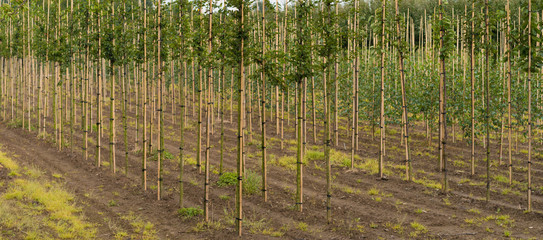 tree farm in the netherlands