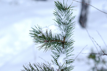 pine branch with snow