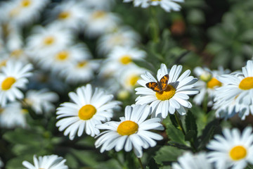 Butterfly on Daisy Flower