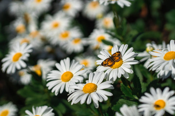 Obraz premium Butterfly on Daisy Flower