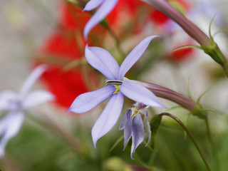 Isotoma axillaris - Fleur étoilée de Solenopsis axillaire ou laurentia axillaire de couleur bleu clair