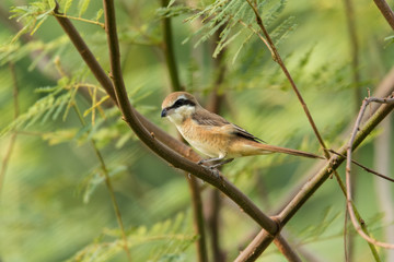 Brown Shrike  (Lanius cristatus)