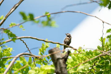 One wet brown sparrow bird hang on to the little branch with blur sky background.