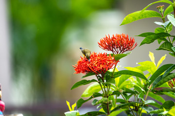 little tiny bird eating carpel of red spike flower.