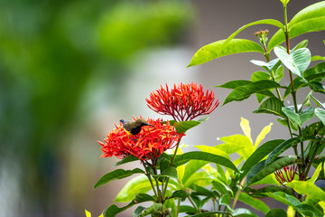 little tiny bird eating carpel of red spike flower.