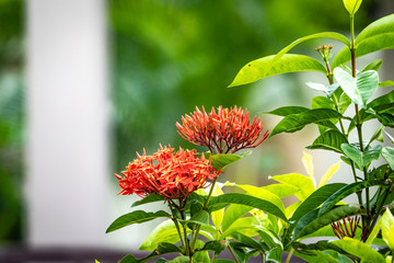 little tiny bird eating carpel of red spike flower.