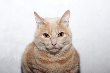 Fototapeta na wymiar Red cat posing in front of the camera.