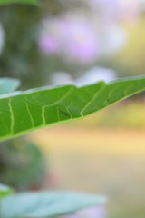 green leaf with water drops