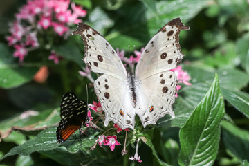 Protogoniomorpha parhassus